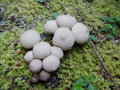 mushrooms.JPG