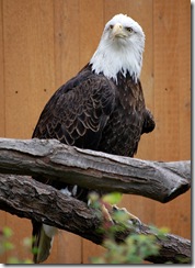 aviary56
