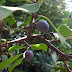 Prunus%252520spinosa%25252c%252520tsaghkadzor%25252c%2525202012.09.15