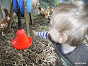 New chicken pen - June 2009