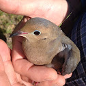 Dove