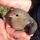 Dove