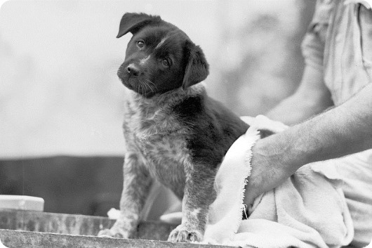 800px-Australian_Cattle_Dog_puppy_mascot 800px-Australian_Cattle_Dog_puppy_mascot