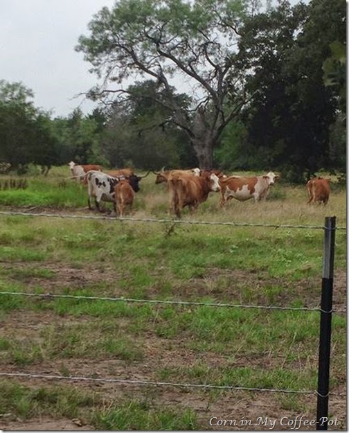 COWS AND NEW FENCE