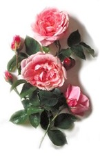 rose_group_7