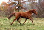 Isadora i hagen oktober 2011