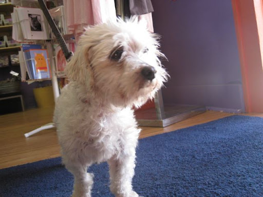 Thankfully a wonderful foster family cared for him while he was being treated medically and getting used to all the changes. Thankfully a wonderful foster family cared for him while he was being treated medically and getting used to all the changes.