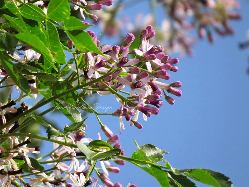 [Chinaberry_Blossoms%255B3%255D.jpg]