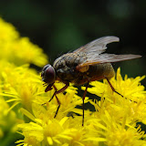Animals and Plants II