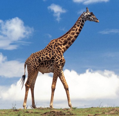 [giraffe-01%255B8%255D.jpg]