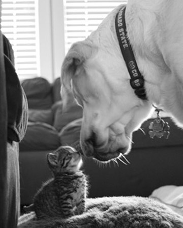 According to many an urban myth, Eskimos kissed by way of the rubbing their noses together to avoid their lips freezing together if they were to kiss lips to lips.
Photo of Kitten and Lucky by Robinacsu. According to many an urban myth, Eskimos kissed by way of the rubbing their noses together to avoid their lips freezing together if they were to kiss lips to lips.
Photo of Kitten and Lucky by Robinacsu.