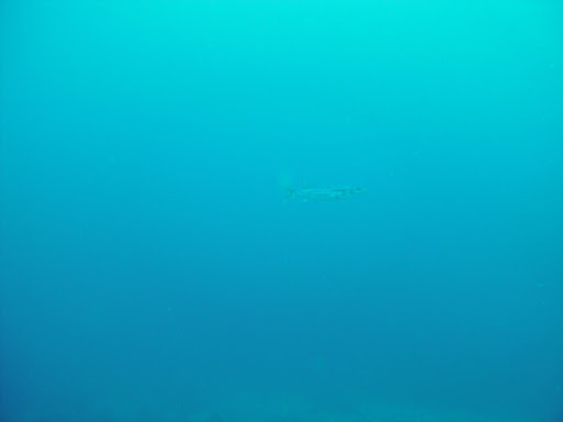 Barracuda