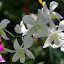 Orchid At The Garden of the Sleeping Giant - Port Denarau, Fiji