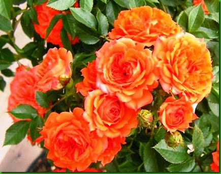 Rosa Top Star Rosa Top Star