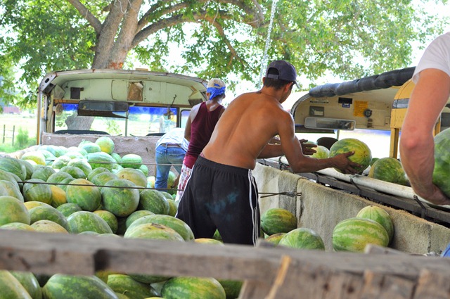 [watermelons%252011%25200705%2520%252876%2529%255B4%255D.jpg]