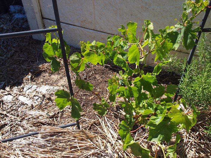 grape vine