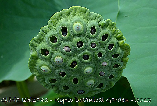 Glória Ishizaka - Flor de Lótus -semente -  Kyoto Botanical Garden 2012