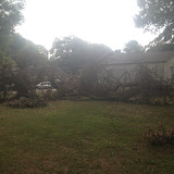 Tree Removal