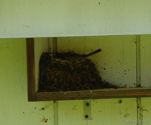 5. Phoebe on nest-kab