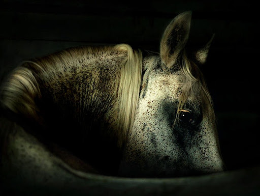 Arabian Wojtek Kwiatkowski Horse Photography