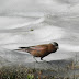 Grey-crowned.rosy-finch.dscn4766