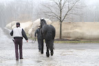 Before the actual session, Rosemary likes to observe the patient's stride. This enables her to determine where Meindert's discomfort, or pain, is located. Before the actual session, Rosemary likes to observe the patient's stride. This enables her to determine where Meindert's discomfort, or pain, is located.