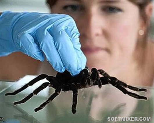 Tarantula