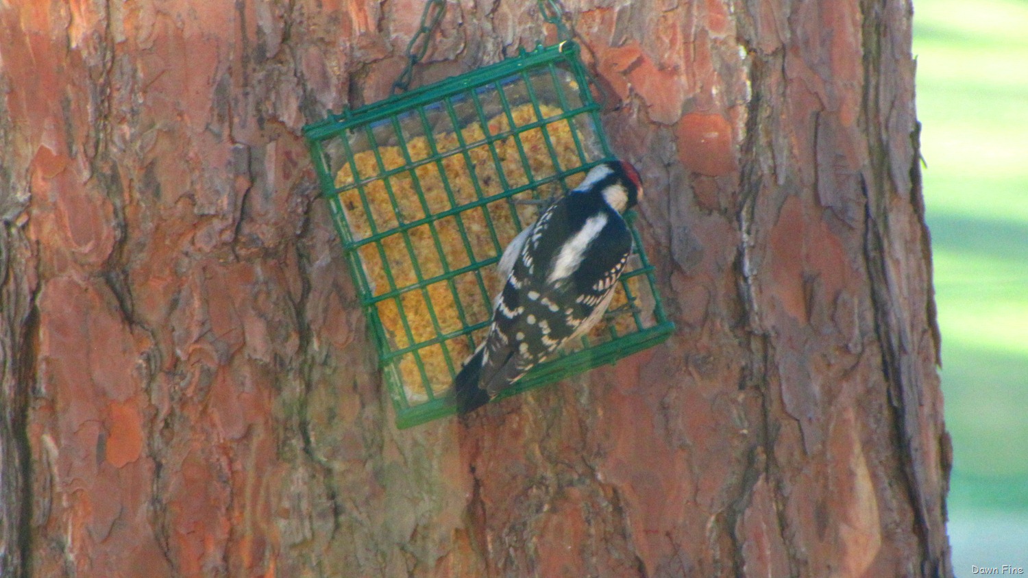 [Margories%2520to%2520see%2520Tanager_026%255B4%255D.jpg]