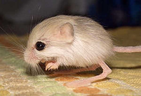 9- Os jerboas pigmeus 9- Os jerboas pigmeus