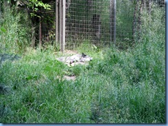 0220 Alberta Calgary - Calgary Zoo The Canadian Wilds - Grey Wolf