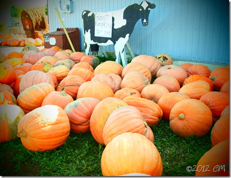 Giant Pumpkin