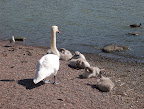 Swan family Swan family
