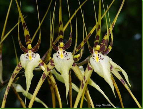 OR Brassia arcuigera