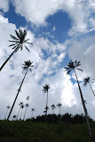Palmas de Cera Palmas de Cera