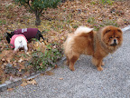 Dog shows were originally created for finding superior dogs for breeding.  I'm hoping to meet a nice girl Chow Chow at one of these shows.