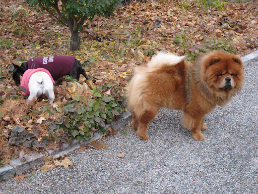 Dog shows were originally created for finding superior dogs for breeding.  I'm hoping to meet a nice girl Chow Chow at one of these shows.