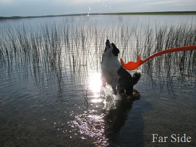 Chance jumping for water