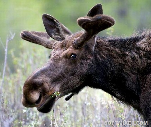 [257526-2011.02.25-06.52.23-bomz.org-lol_sohatiyyi_los%255B13%255D.jpg]