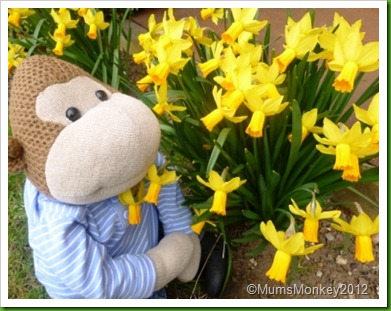 Daffodils Daffodils