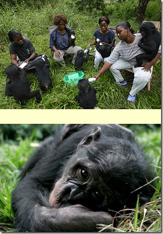 bébés bonobos et mamans de substitution bébés bonobos et mamans de substitution
