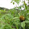 dsc01092.jpg