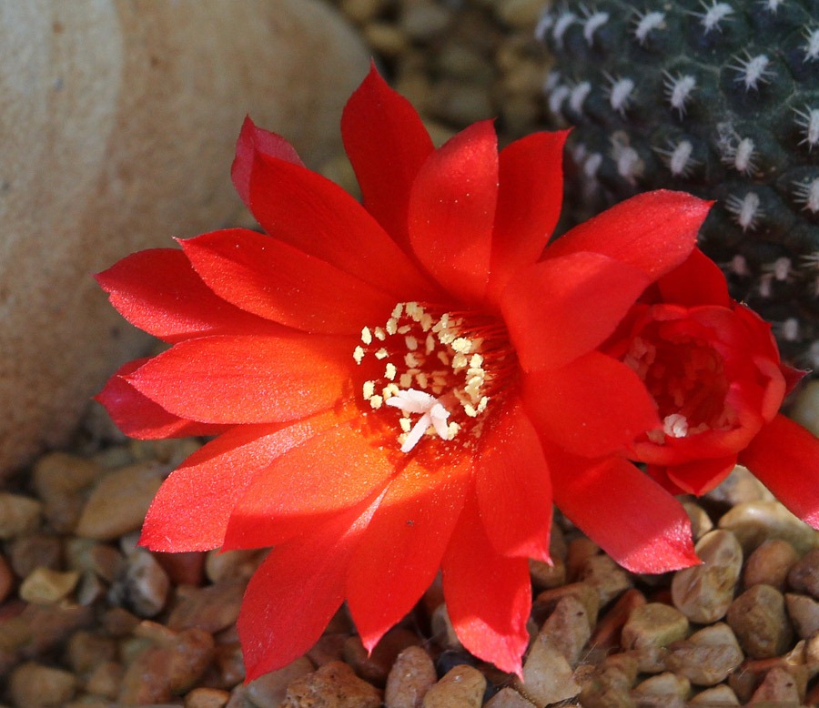 [120516_Rebutia-krainziana_04%255B3%255D.jpg]