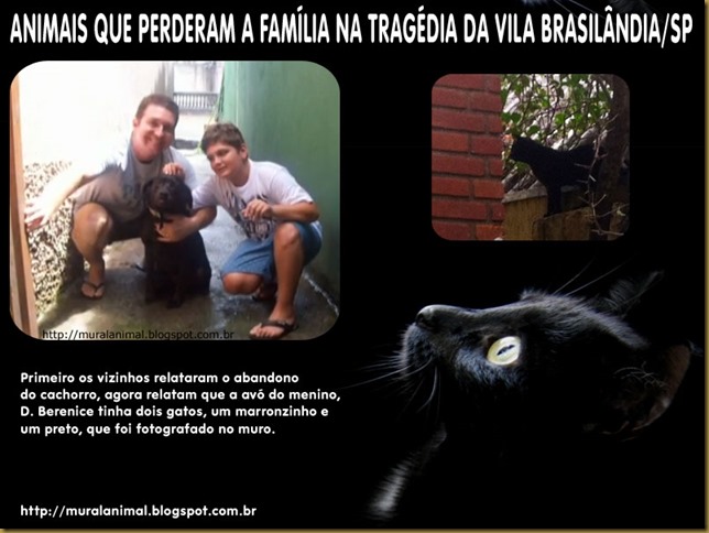 gato_brasilandia