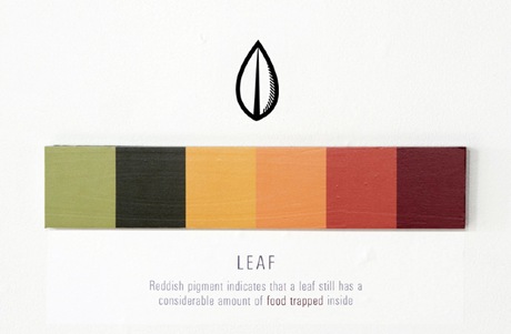 Leaf