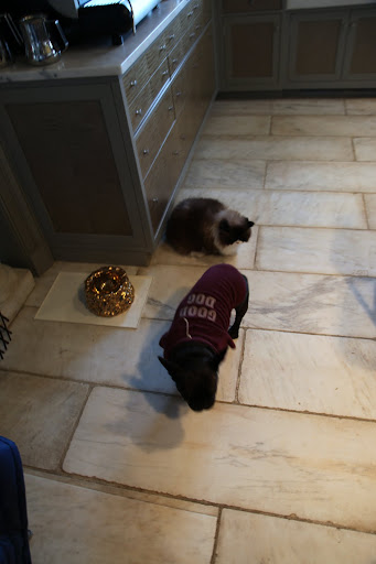 Well, now that Francesca is full and belching, I'm going to have a good look at this special bowl.
