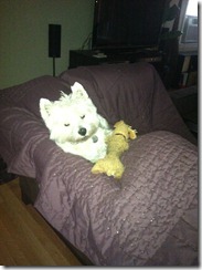 2012.06.13 Sick Pup