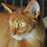 gatti 2012/5