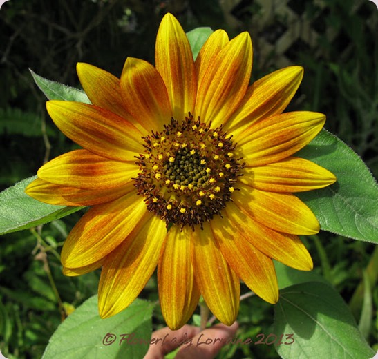06-09-sunflower2