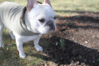 Franny, I wonder if we can find any other flowers blooming?