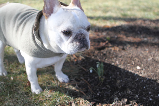 Franny, I wonder if we can find any other flowers blooming?